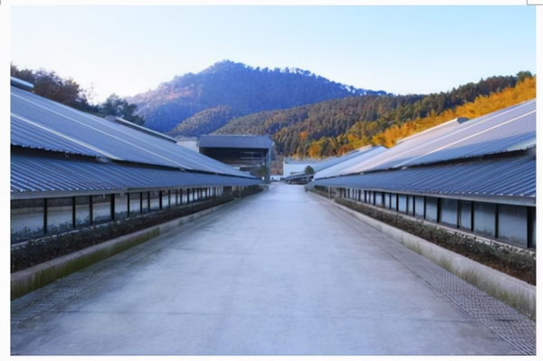 網際網路巨頭投身農業，一頭豬為何被拍出27萬元，丁磊又做了什麼