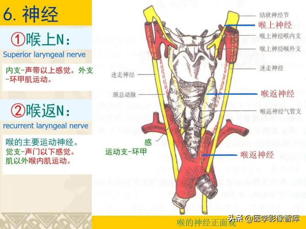 咽喉部解剖最全圖解，值得收藏