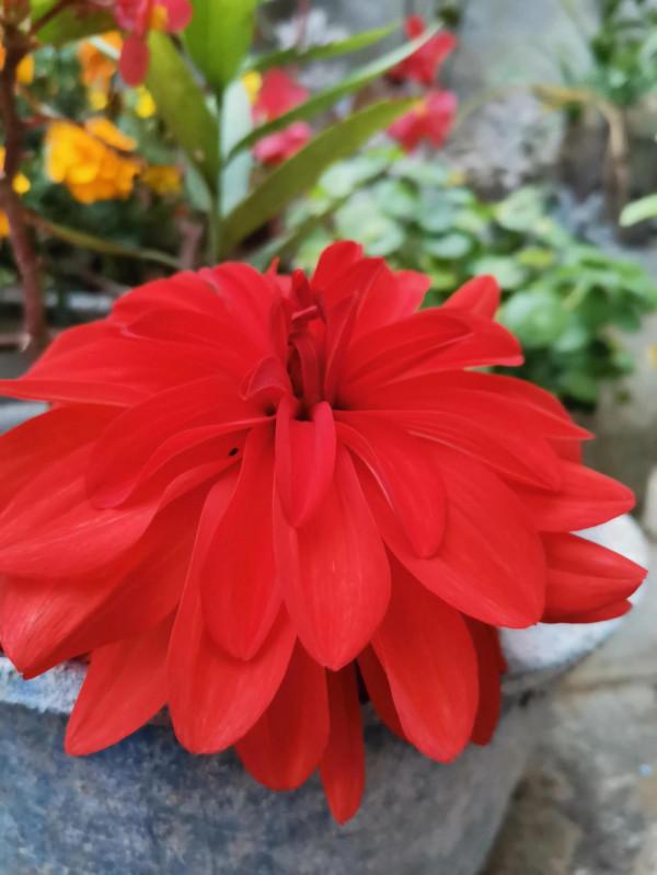 百花爭豔,各有異彩 百花爭豔,各有異彩