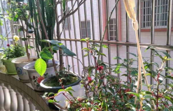 養花該不該買營養土？嫌貴自己配，不能少了這3樣東西