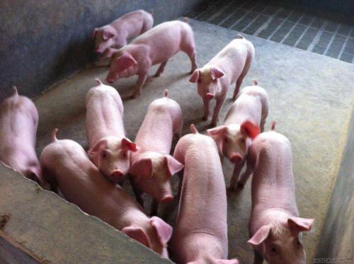 冬季豬咳嗽是什麼原因引起的？豬咳嗽是什麼引起的怎樣預防？