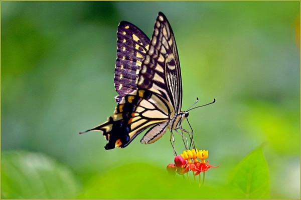 萌萌的大眼蟲子——柑橘鳳蝶