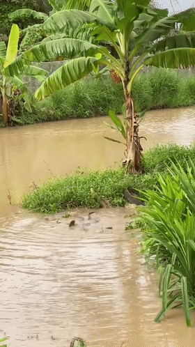 雨後，汕尾一河灣大群鯰魚水面翻滾，附近釣魚人：每條都有幾十斤