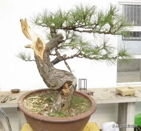 一棵斷頭松的製作與成長