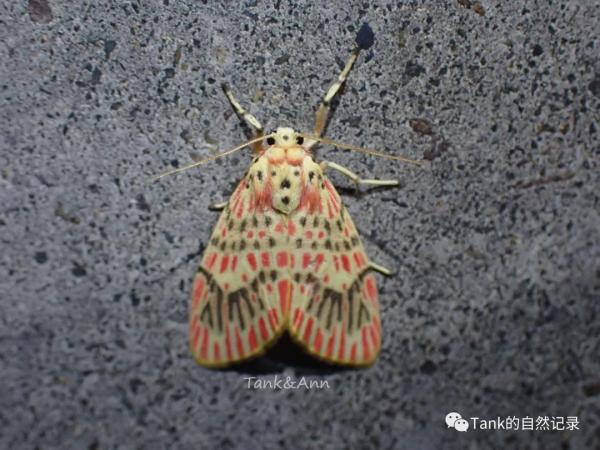 Tank的自然記錄•鱗翅目的蛾子們
