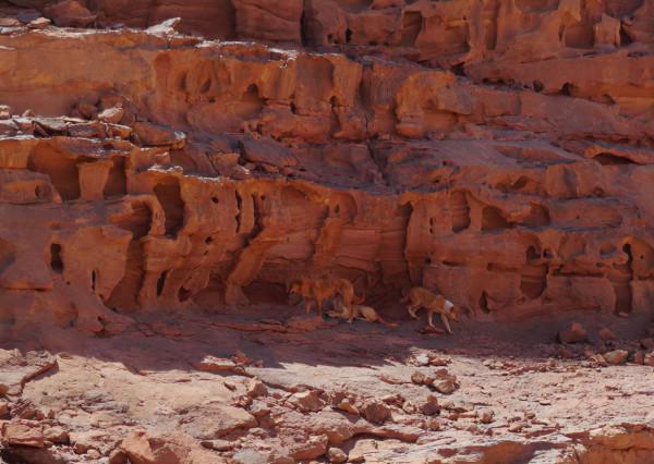 窮遊世界26——以色列+約旦10日遊 （第4天）