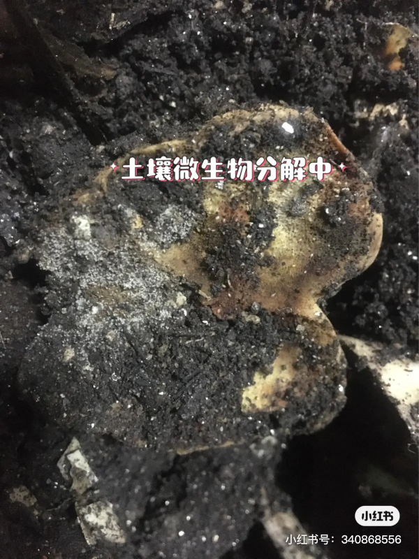 廚餘產生的骨頭也能堆肥?能分解嗎,親測效果展示 廚餘產生的骨頭也能堆肥?能分解嗎,親測效果展示
