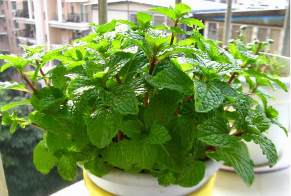 家裡陽臺小,養這“4種花”,陽臺變“花園”,一眼見之欣喜 家裡陽臺小,養這“4種花”,陽臺變“花園”,一眼見之欣喜