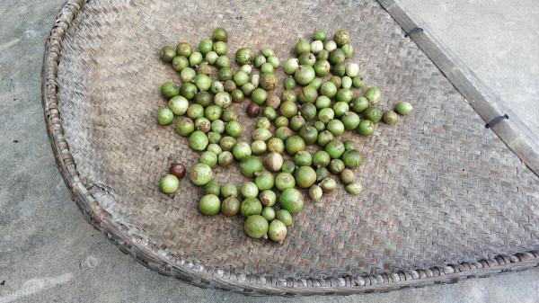 寶寶成長“油”講究 寶寶成長“油”講究