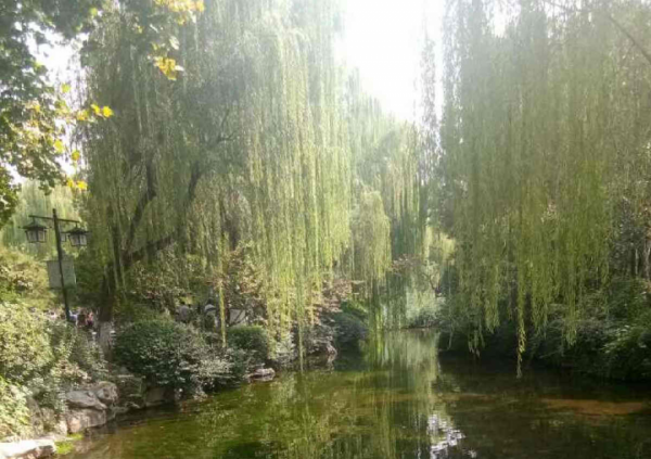 前不栽桑，後不栽柳，院中不種“鬼拍手”，是迷信還是智慧？