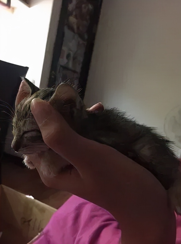 72歲的老阿嬤推著毛孩子散步,把遛貓當復健,暖哭眾人 72歲的老阿嬤推著毛孩子散步,把遛貓當復健,暖哭眾人