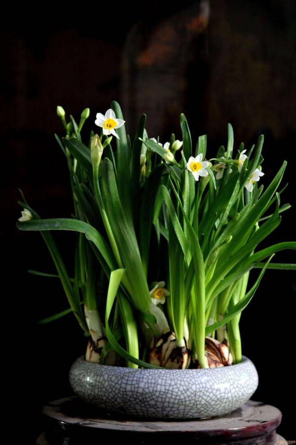 5種冬天開花的“香水花”，過年在家裡擺上一盆，身心舒暢