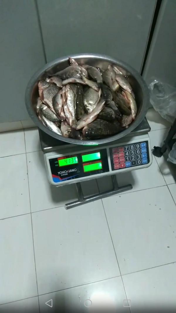 大師釣鯽魚果然有招，一起來學習一下吧