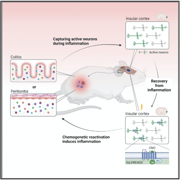 《細胞》：免疫的記憶，大腦也記得！科學家首次證實，大腦神經元可記錄其他器官的免疫反應，啟用特定神經，就可觸發免疫反應丨科學大發現