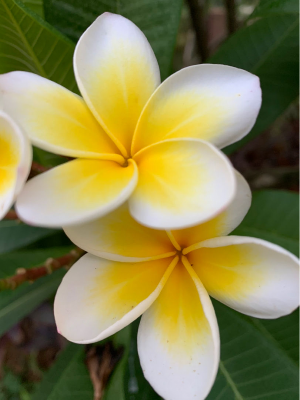 秋天常見的60種花，最全花卉圖譜，收藏起來慢慢看