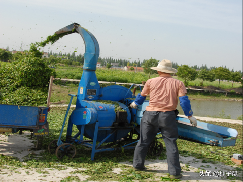 農科院飼料桑，收割20年以上，能用來喂哪些動物？怎麼收割餵養？