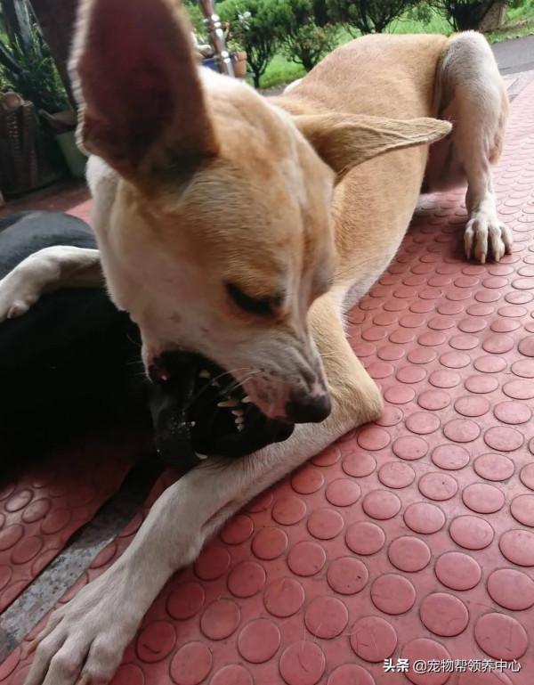 主人給狗狗洗腦吃“烤肉”,最終狗狗忍無可忍把同伴看作“烤肉” 主人給狗狗洗腦吃“烤肉”,最終狗狗忍無可忍把同伴看作“烤肉”