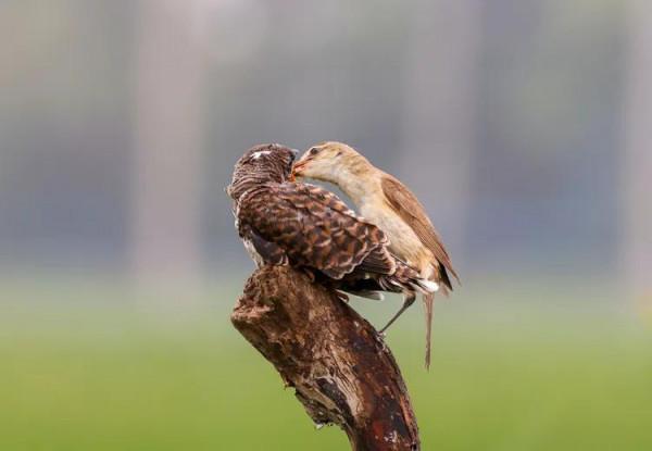 只生不養最險惡的鳥&mdash;&mdash;