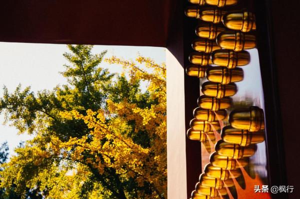 再有半個月，北京將迎來最美的季節，12個銀杏寶藏地，附機位攻略