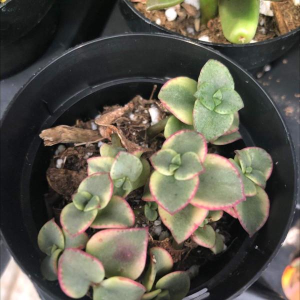 多肉夏天難養？不全是，這6種多肉，越曬越爆盆