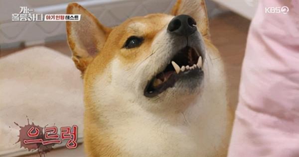 錄製中斷，韓國夫婦把會攻擊寶寶的柴犬一起養，MC生氣走人