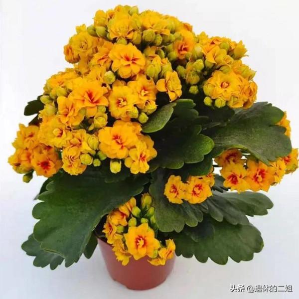 最適合家庭養殖、寓意又好且好養的大眾綠植都在這裡啦