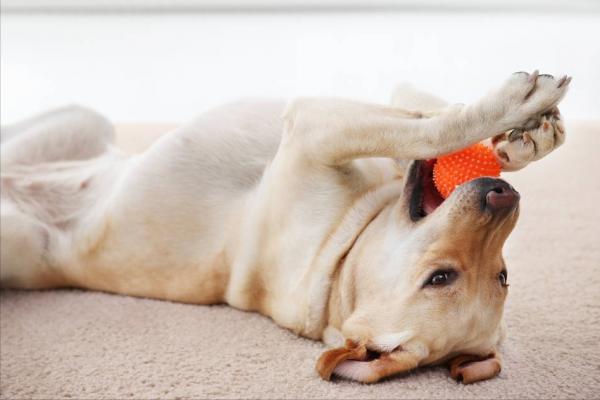 拉布拉多體臭怎麼解決？