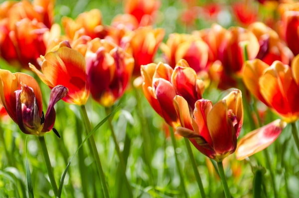 2月3日國際糧價：糧食戰爭中的糧食危機有多嚴重？