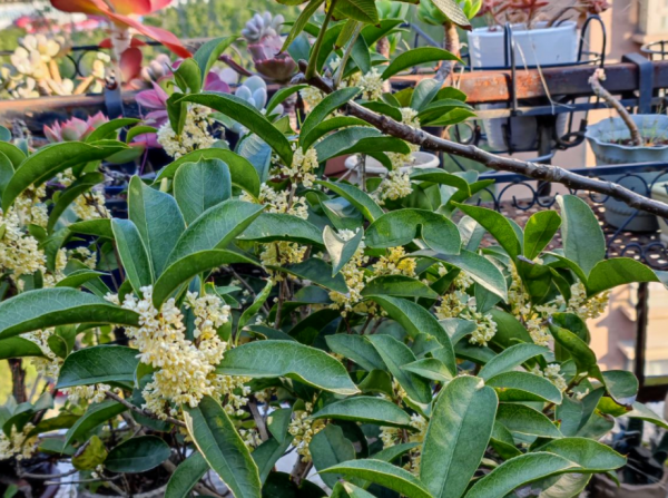 養桂花,室內盆栽12月牢記4點,花開滿枝,滿屋飄香 養桂花,室內盆栽12月牢記4點,花開滿枝,滿屋飄香