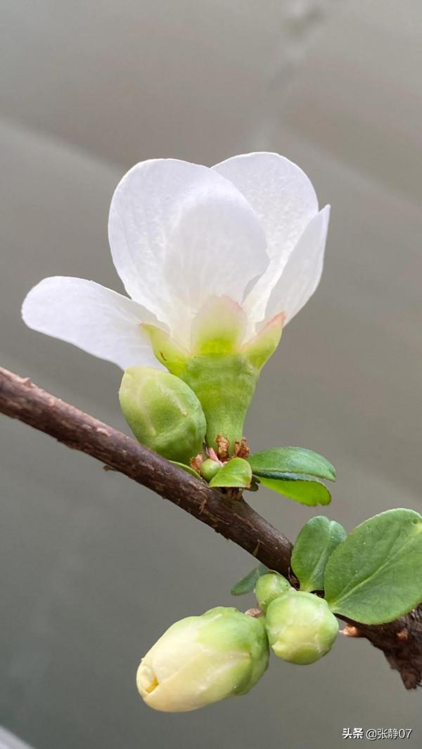 正月裡賞花過大年 正月裡賞花過大年