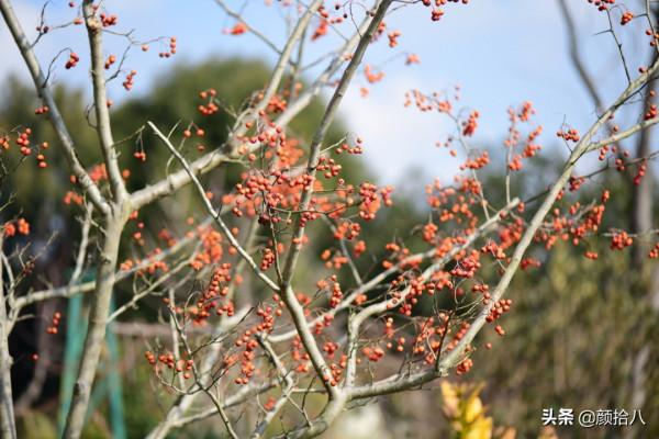 萬物起始，立春暖陽下，等待花園甦醒 &vert; 園丁