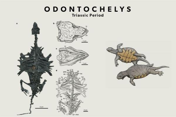 有殼動物那麼多,為什麼說烏龜的外殼最特殊,最折磨科學家? 有殼動物那麼多,為什麼說烏龜的外殼最特殊,最折磨科學家?