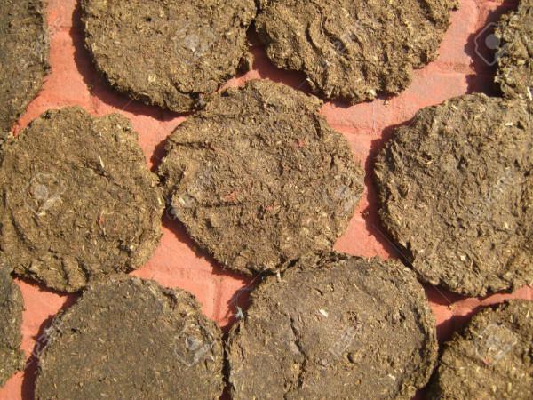 印度“牛糞餅”一盒205元，經常賣到脫銷，究竟有什麼用處？