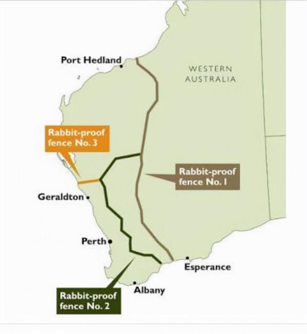 鴯鶓戰爭：1932年，帶機槍的“澳大利亞皇家軍團”，被一群鳥擊敗