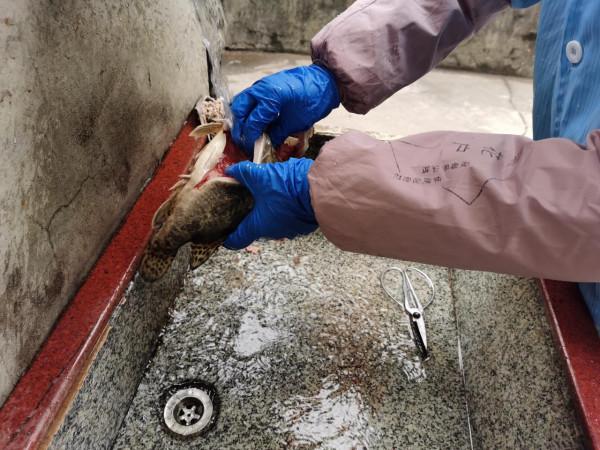 那些長期吃酒糟魚的人,身體都怎樣了? 那些長期吃酒糟魚的人,身體都怎樣了?