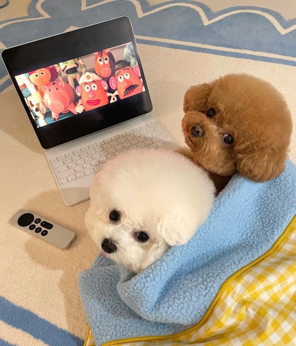 做什麼都一起的貴賓與比熊：兩團棉花糖的激萌日常