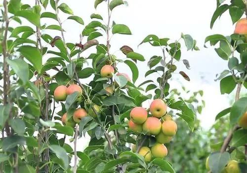 吃好梨,刮樹皮 吃好梨,刮樹皮