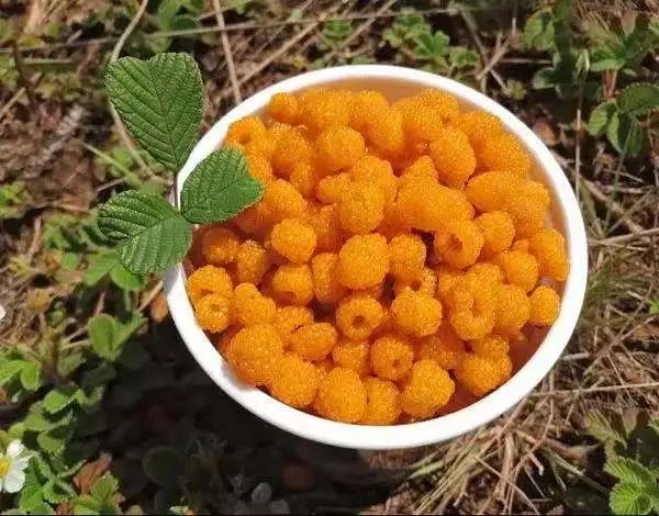 雲南的各種奇葩水果，吃法獨特，我還能叫出17種，都認識算你厲害