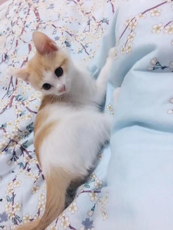 家有萌寵歡樂多