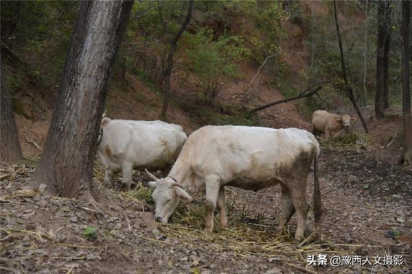 那些當初你看不上，如今高攀不起的農業專案，還在認為是騙局？