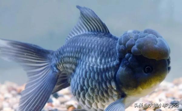 養金魚有什麼小竅門? 養金魚有什麼小竅門?