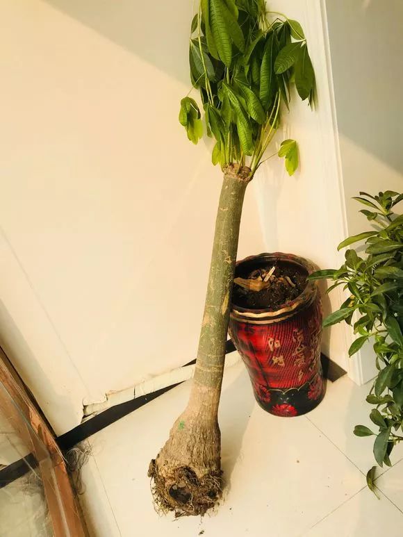 容易因多澆水而死的“10種花”，想要養好，管住手，少澆水