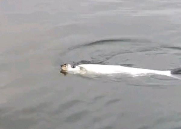 貴州萬峰湖翹嘴“大爆發”,有人3小時釣了十幾條,大的一米多長 貴州萬峰湖翹嘴“大爆發”,有人3小時釣了十幾條,大的一米多長