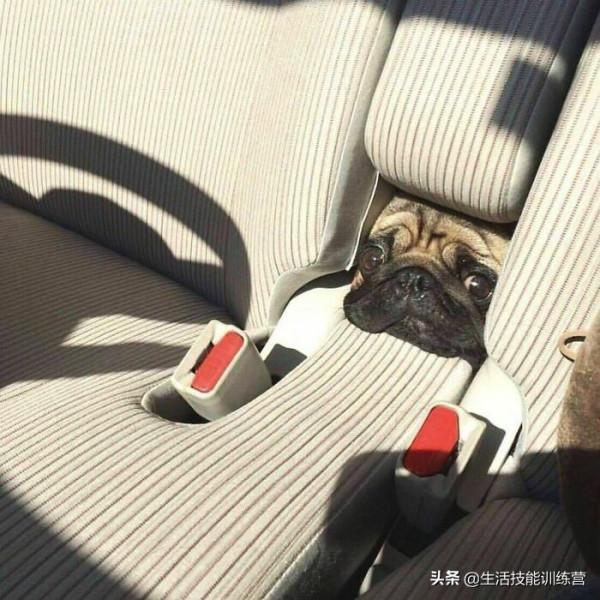 超治癒，50張可愛的寵物抓拍照片