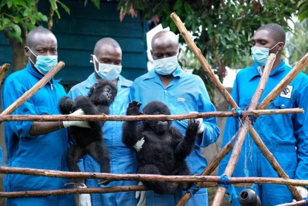 全世界最會凹造型的大猩猩，被“奶爸”呵護14年後，還是去世了