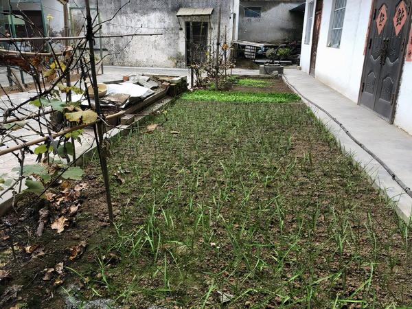 是不是每個人都有一個造園夢? 是不是每個人都有一個造園夢?