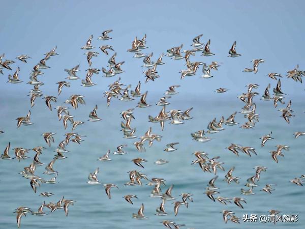 觀鳥小知識：世界上分佈最廣的鳥