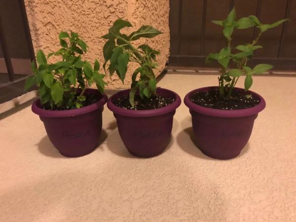 新手施肥指南，促進植物長葉開花很容易，選肥料和施肥時機很關鍵