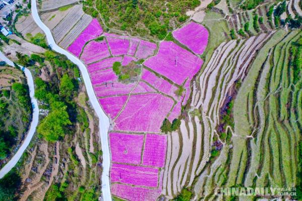 香港青年梁安莉:“貴州屋脊”綻放花季 香港青年梁安莉:“貴州屋脊”綻放花季