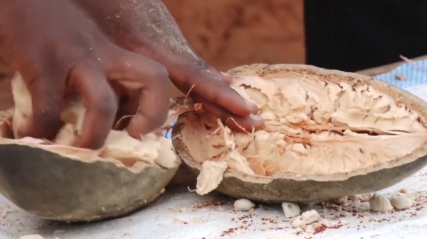 非洲人溫飽都難以解決,為何還不願意種地?原來土地上有兩大寶貝 非洲人溫飽都難以解決,為何還不願意種地?原來土地上有兩大寶貝